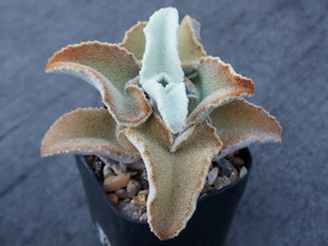Kalanchoe beharensis 'brown dwarf' Kalanchoe beharensis 'brown dwarf'