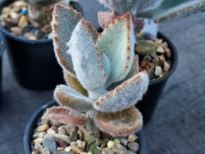 Kalanchoe beharensis 'fang' Kalanchoe beharensis 'fang'
