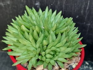 Haworthia 'kikuhigasa' Haworthia 'kikuhigasa'