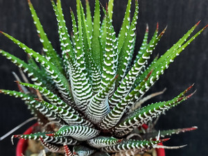 Haworthia attenuata Haworthia attenuata