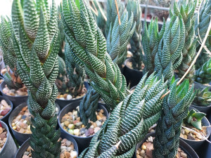 Haworthia coarctata var. tenuis Haworthia coarctata var. tenuis