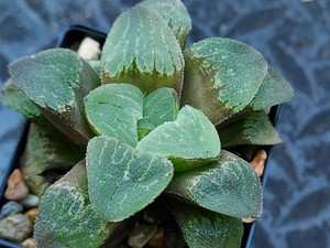 Haworthia pygmaea - Great Brak succulent plant Australia