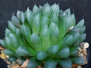 Haworthia cooperi v truncata Haworthia cooperi v truncata