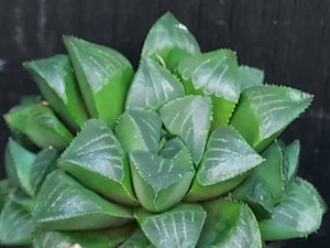 Haworthia mirabilis ssp. mundula