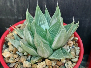 Haworthia retusa 'white ghost' variegated succulent plant Australia