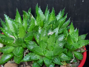 Haworthia turgida 'caespitosa' succulent plant Australia
