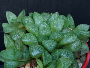 Haworthia turgida v suberecta Haworthia turgida v suberecta