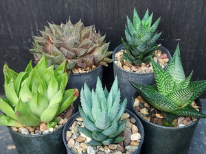 Pack of 5 *shady position* assorted haworthia succulent plants Pack of 5 *shady position* assorted haworthia succulent plants