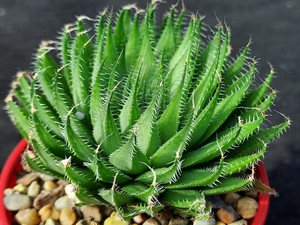 Haworthia cooperi v isabellae Haworthia cooperi v isabellae