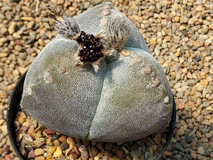 Astrophytum myriostigma v tricostatum - (10) cactus seeds Astrophytum myriostigma v tricostatum - (10) cactus seeds