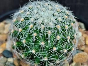 Thelocactus conothelos ssp. aureiflora Thelocactus conothelos ssp. aureiflora
