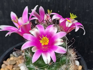 Mammillaria mazatlanensis var. monocentra in flower Mammillaria mazatlanensis var. monocentra in flower