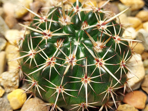 Parodia mammulosa
