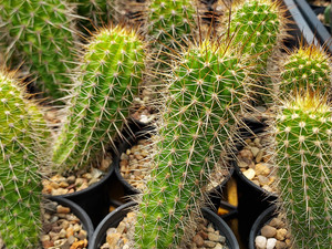 Thelegonus x Echinopsis mamillosa v subulata