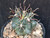 Glandulicactus uncinatus