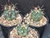 Glandulicactus uncinatus