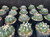 Astrophytum asterias Astrophytum asterias