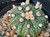 Astrophytum asterias Astrophytum asterias
