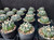 Astrophytum asterias Astrophytum asterias