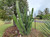Stenocereus griseus cactus seeds