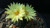 Frailea castanea in flower