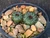 Frailea castanea cacti Au
