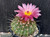 Parodia hybrid - PH007