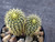 Frailea mammifera cactus plant for sale in Australia