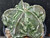 Astrophytum myriostigma cv fukuryu - #109 Astrophytum myriostigma cv fukuryu - #109