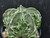 Astrophytum myriostigma cv fukuryu - #109 Astrophytum myriostigma cv fukuryu - #109