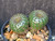 Frailea phaeodisca cacti