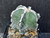 Astrophytum myriostigma cv fukuryu - #113 Astrophytum myriostigma cv fukuryu - #113