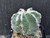 Astrophytum myriostigma cv fukuryu - #113 Astrophytum myriostigma cv fukuryu - #113