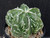 Astrophytum myriostigma cv fukuryu - #116 Astrophytum myriostigma cv fukuryu - #116