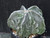 Astrophytum myriostigma cv fukuryu - #117 Astrophytum myriostigma cv fukuryu - #117