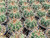Melocactus bahiensis cactus plant in 70mm pot