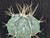 Astrophytum ornatum cv  fukuryu- AOF06