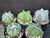 Astrophytum mixed 5 pack