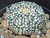 Astrophytum asterias cv superkabuto #SK242