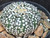 Astrophytum asterias cv superkabuto #SK242