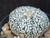 Astrophytum asterias cv superkabuto #SK243