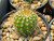 Notocactus horstii