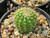 Notocactus horstii