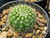 Notocactus horstii