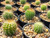 Notocactus horstii