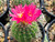 Notocactus horstii cactus with pink flower