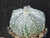 Astrophytum coahuilense hybrid  #ACH03