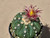 Astrophytum asterias shiowa flower #SF15