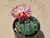 Astrophytum asterias -  #AAA145
