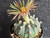 Astrophytum asterias -  #AAA151